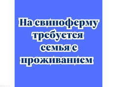 Требуется семья по уходу за свиньями с проживанием